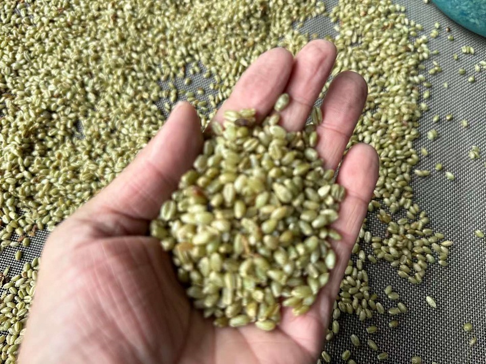 電磁炒貨機(jī)